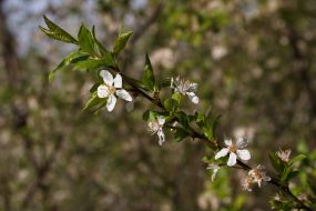 Flowering branch of plum
