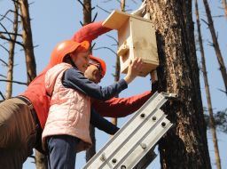 Hanging houses for birds
