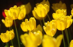 Tulips in Cicek Bahcesi
