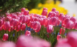 Tulips in Cicek Bahcesi
