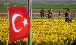 Municipal workers are caring for tulips