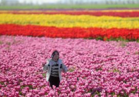 Child in a field of tulips