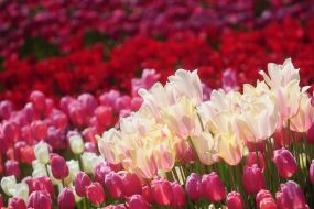 Tulips in Cicek Bahcesi