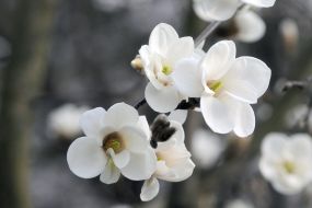 Magnolia
