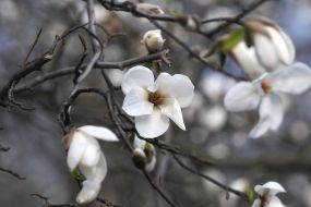 Magnolia
