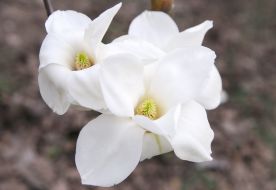 Magnolia