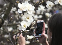 The girl photographs magnolia flowers