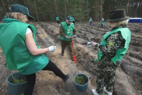 Planting of pine seedlings