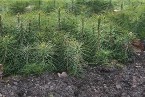 Pine seedlings