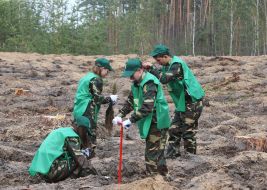 Planting of pine seedlings