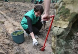 Planting of pine seedlings