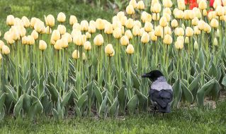 Ворона гуляет в тюльпанах