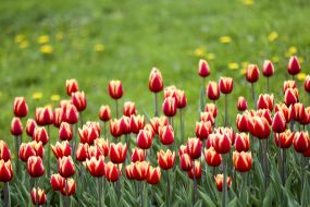 Фестиваль тюльпанов "Вокруг света"