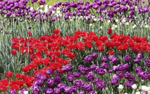 Фестиваль тюльпанов "Вокруг света"