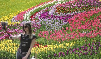 Фестиваль тюльпанов "Вокруг света"