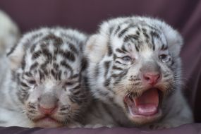 Бенгальские тигрята