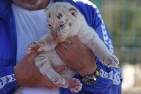 Игорь Кальченко держит бенгальского тигренка