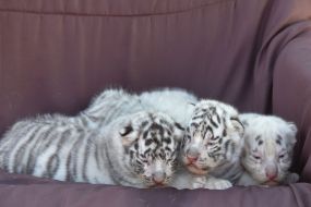 Бенгальские тигрята
