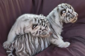 Bengal Tigers