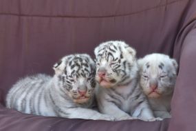 Bengal Tigers