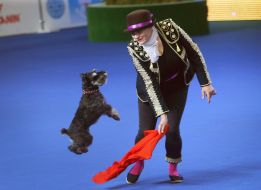 Cynological Freestyle 