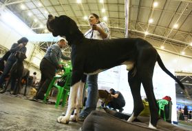 Exhibition of dogs of all breeds