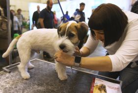 Exhibition of dogs of all breeds