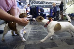 Exhibition of dogs of all breeds
