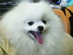 Exhibition of dogs of all breeds