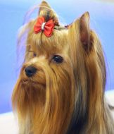 Exhibition of dogs of all breeds