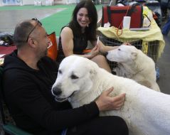 Exhibition of dogs of all breeds