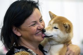 Exhibition of dogs of all breeds