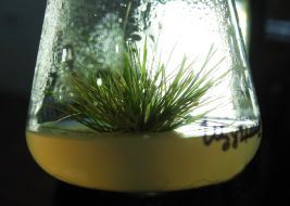 Lugovik Antarctic (or Antarctic pike)