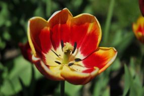 Flowering of tulips