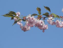 Sakura branch