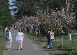 Sakura alley in the Kiev park 