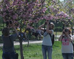 Sakura alley in the Kiev park