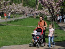 Sakura alley in the Kiev park
