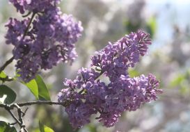 Ветка сирени