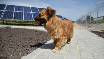 Dog at a solar power station "Shchyrets -1"