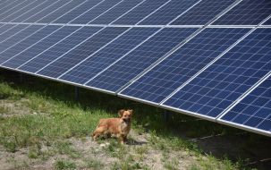 Solar power plant "Shchyrets -1"