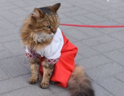 Cat in embroidered shirts