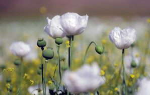 White Poppy