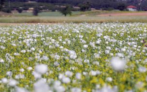 White Poppy