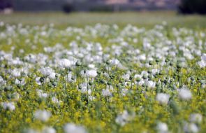 White Poppy
