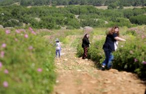 Plantations of roses