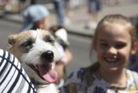 Jack Russell Terrier dog