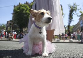 Jack Russell Terrier dog
