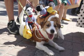 The parade of Jack Russell Terrier dogs 