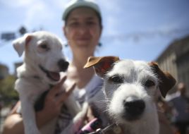 The parade of Jack Russell Terrier dogs